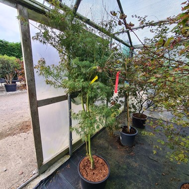 Acer palmatum 'Seiryû' (Regular 35 litre 200-250 cm Specimen)